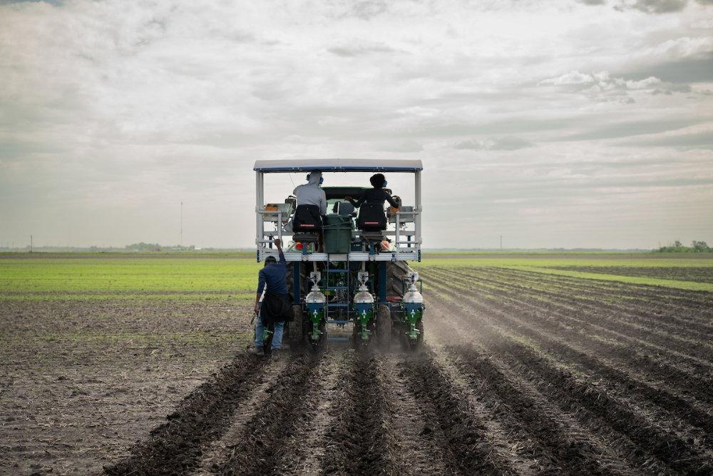 planting soybeans